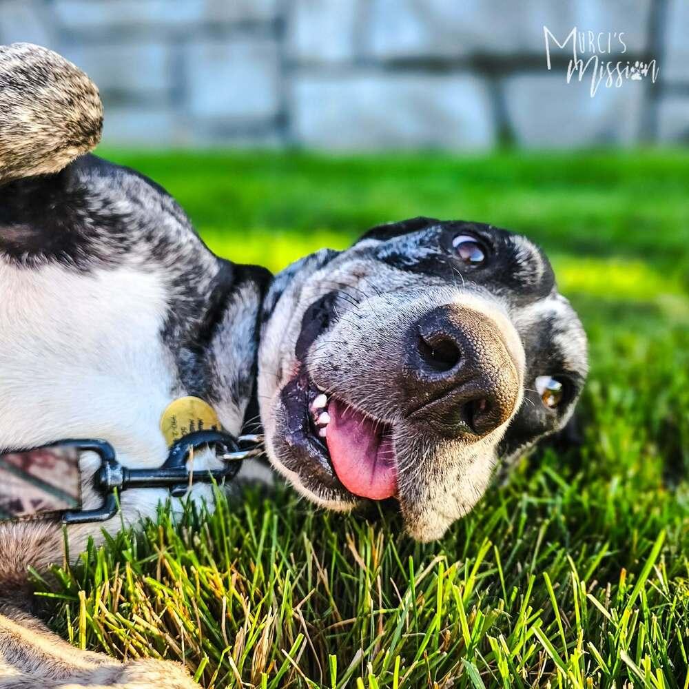 Enlarge Sasparilla, a Adoptable mixed breed in Spokane , WA image 1/4