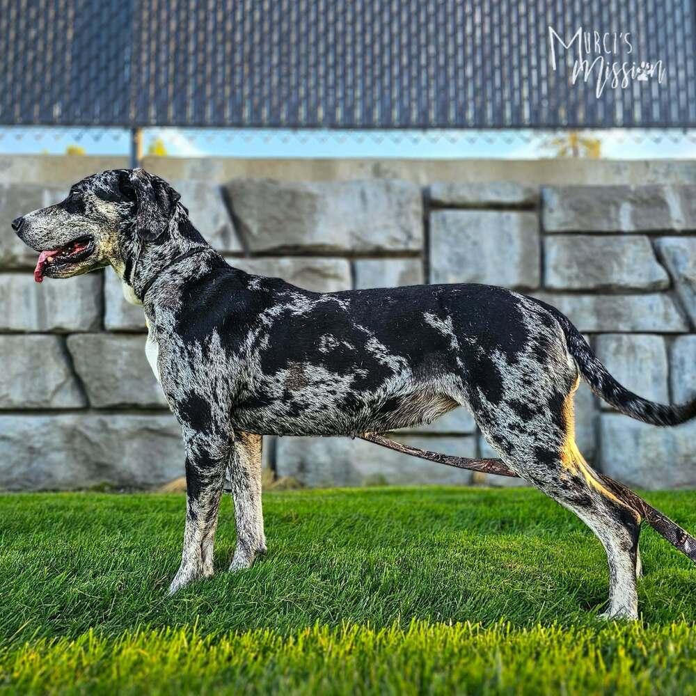 Enlarge Sasparilla, a Adoptable mixed breed in Spokane , WA image 2/4