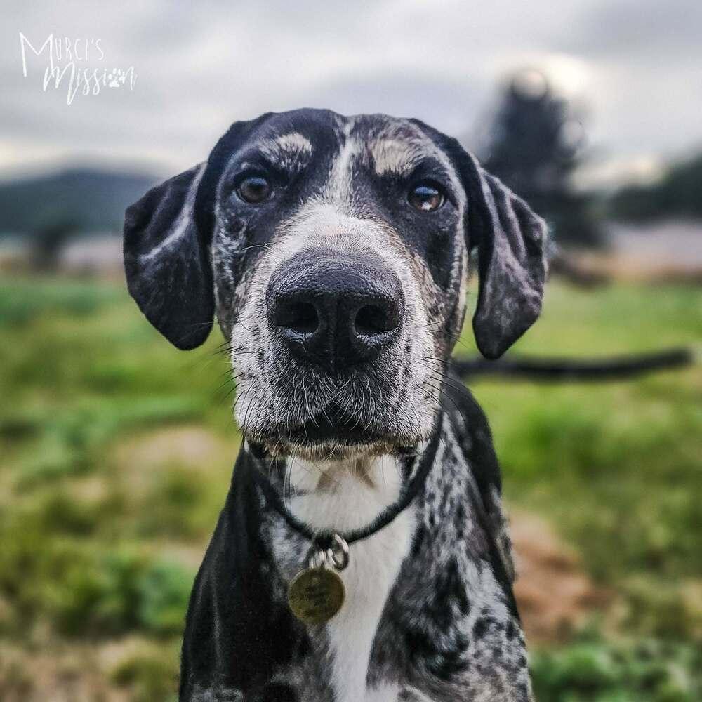 Enlarge Sasparilla, a Adoptable mixed breed in Spokane , WA image 3/4