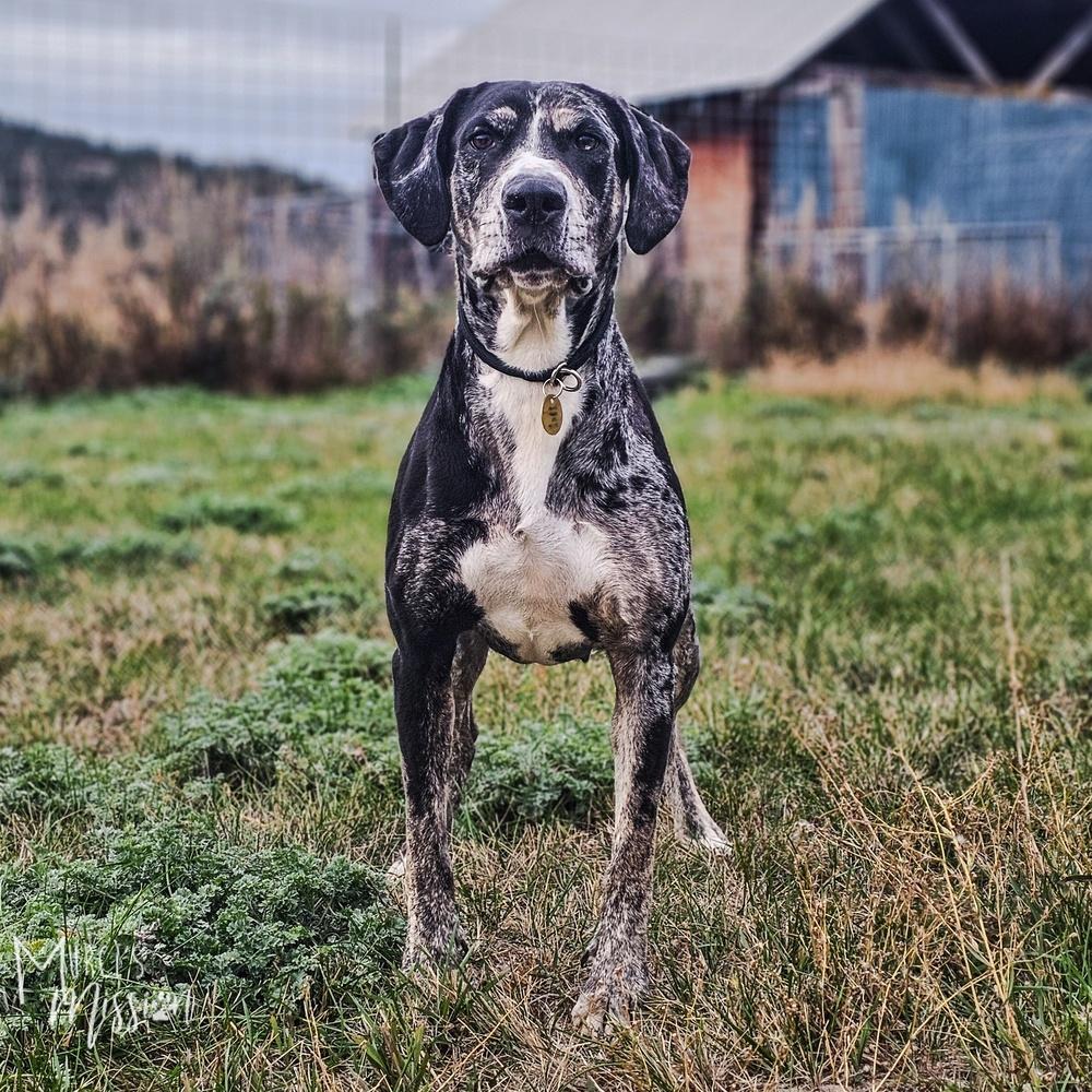 Enlarge Sasparilla, a Adoptable mixed breed in Spokane , WA image 4/4