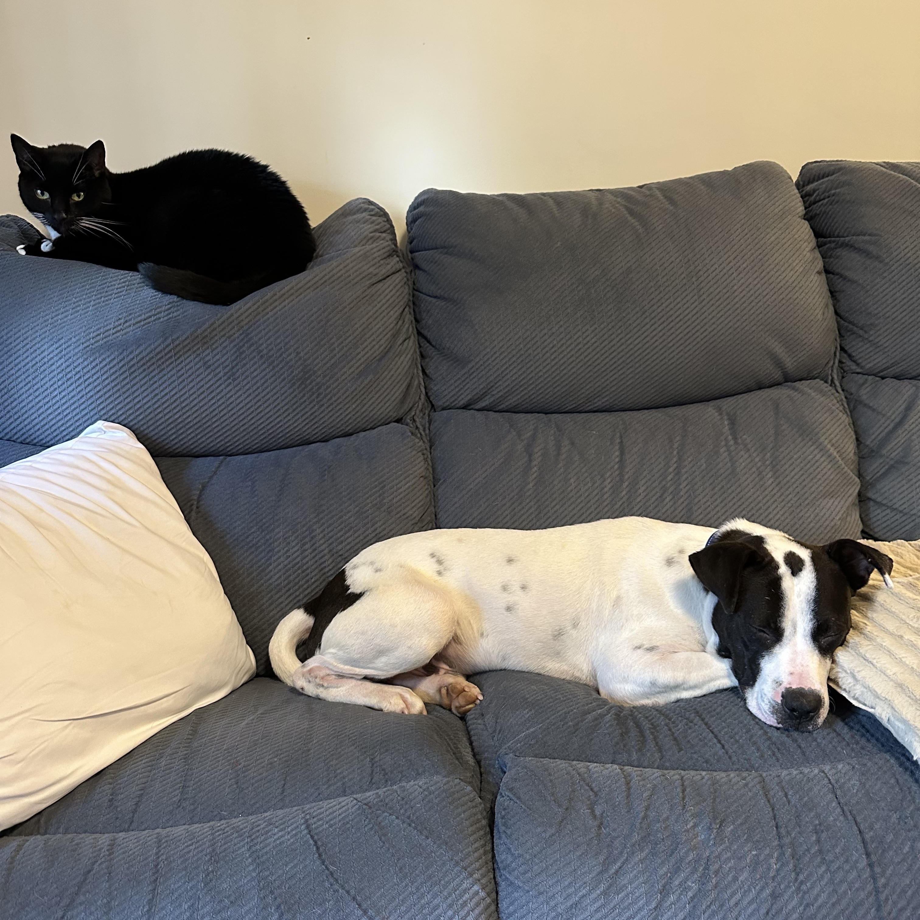 Enlarge WALTER, a Adoptable mixed breed in Cranston, RI image 3/5