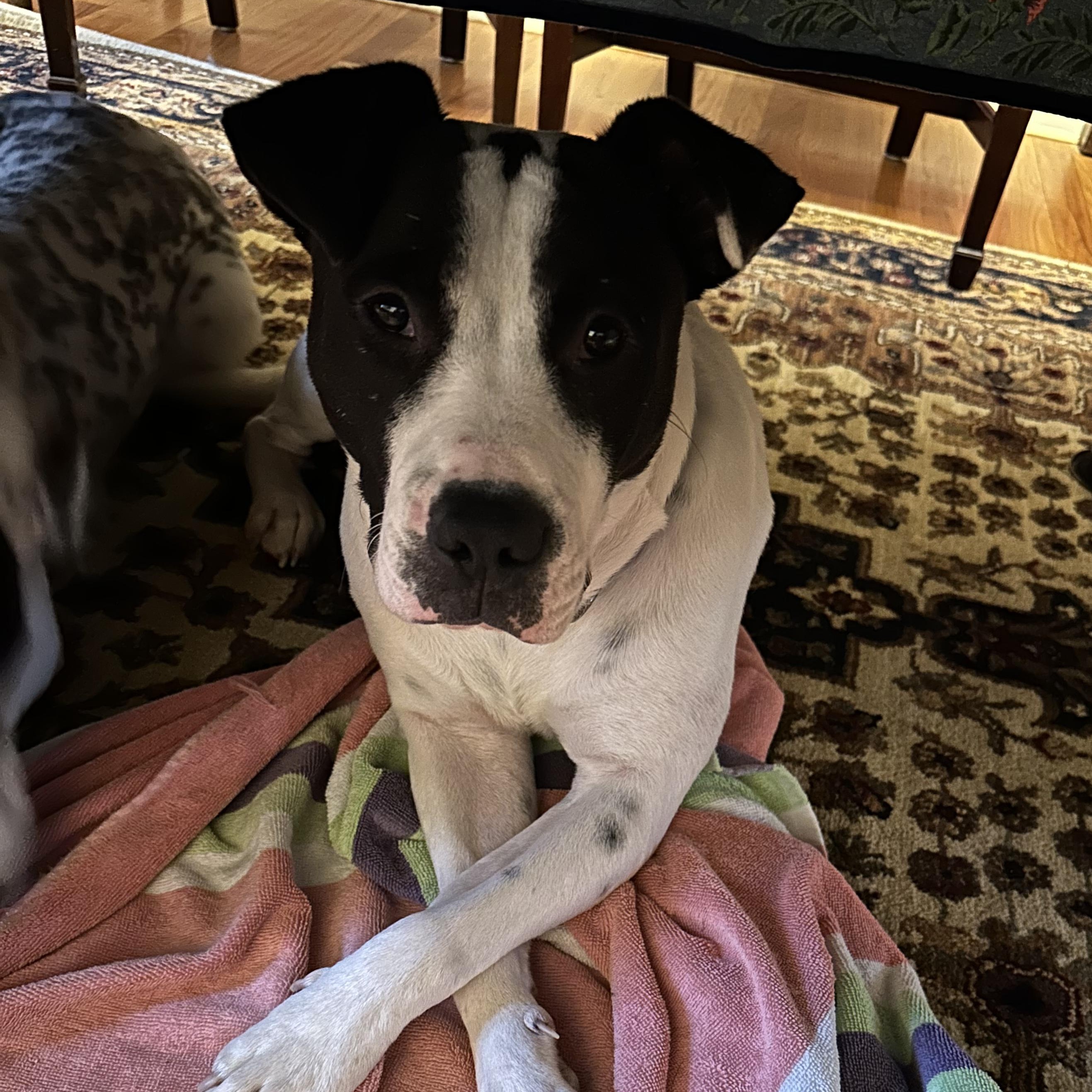 WALTER, Adoptable, Young Male Mixed Breed.