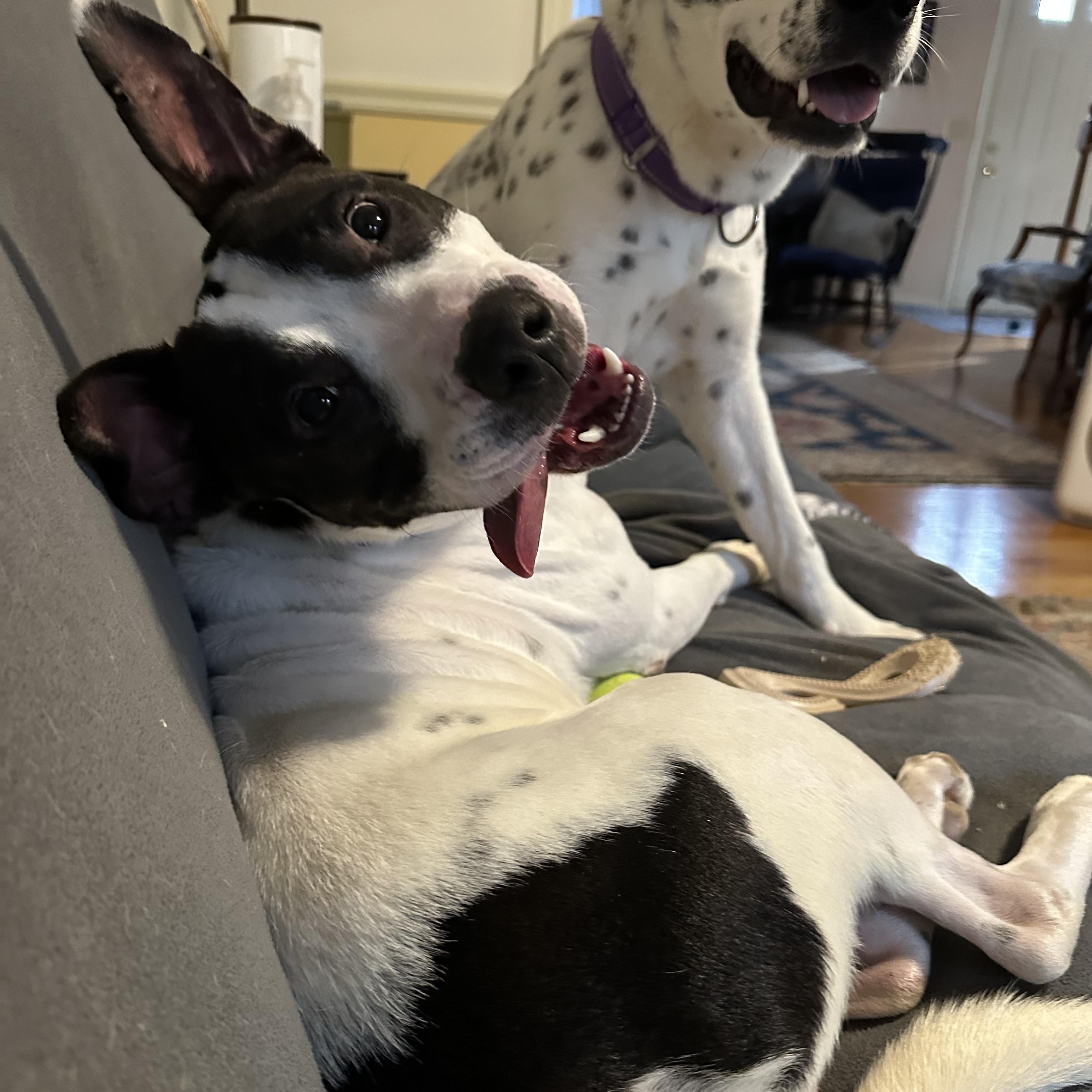 Enlarge WALTER, a Adoptable mixed breed in Cranston, RI image 2/5