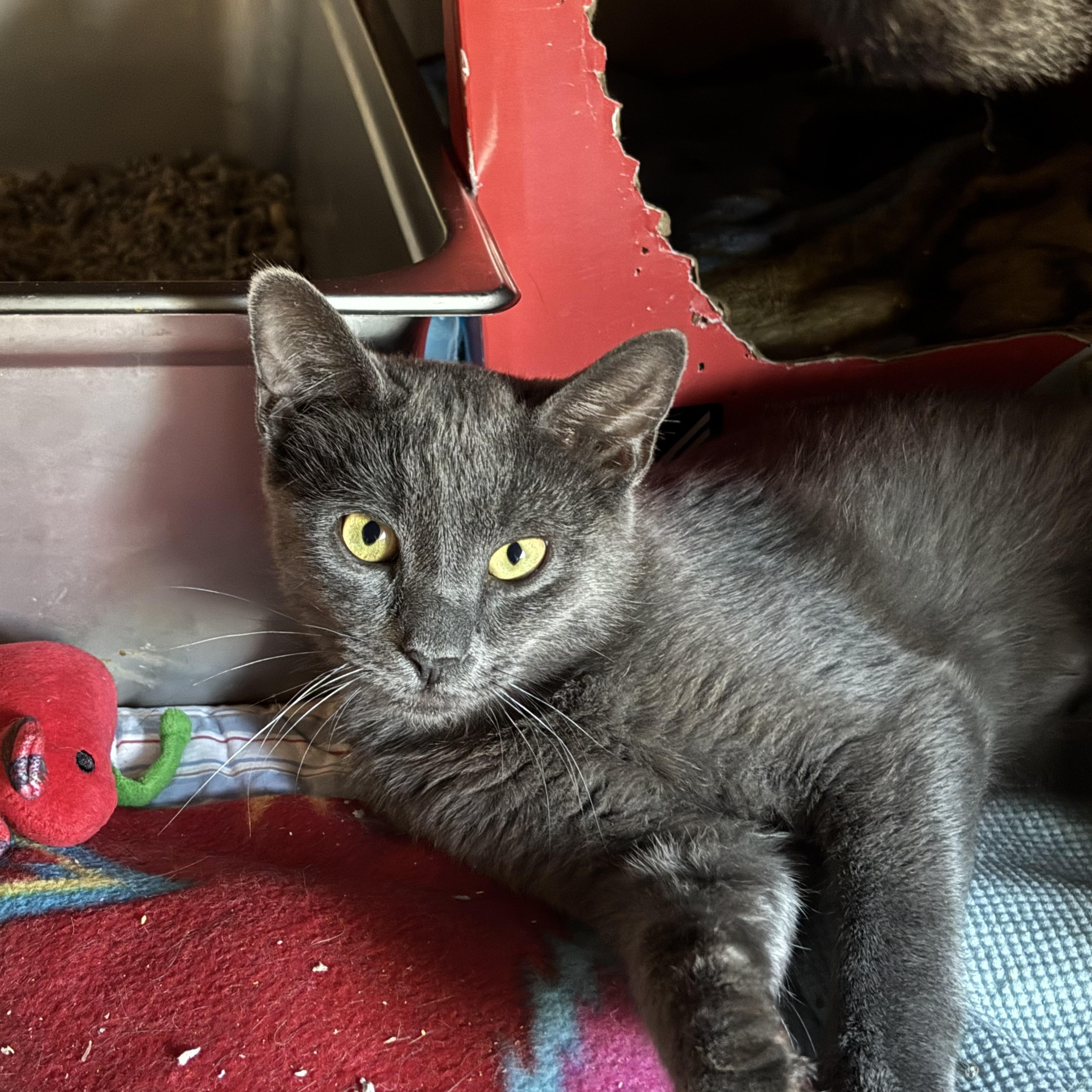 Mieska, Adult Male Domestic Medium Hair