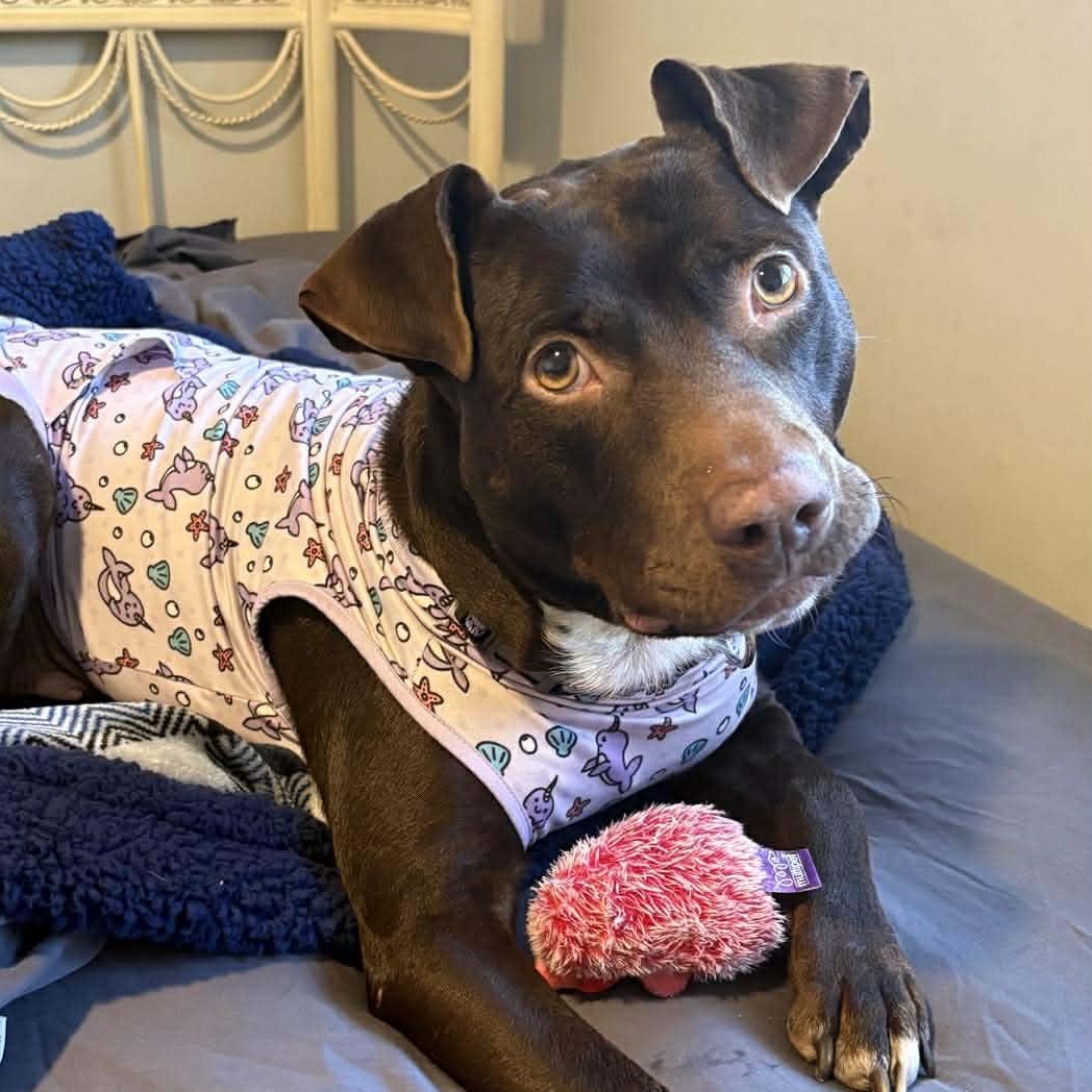 Brandy — thumbnail 4