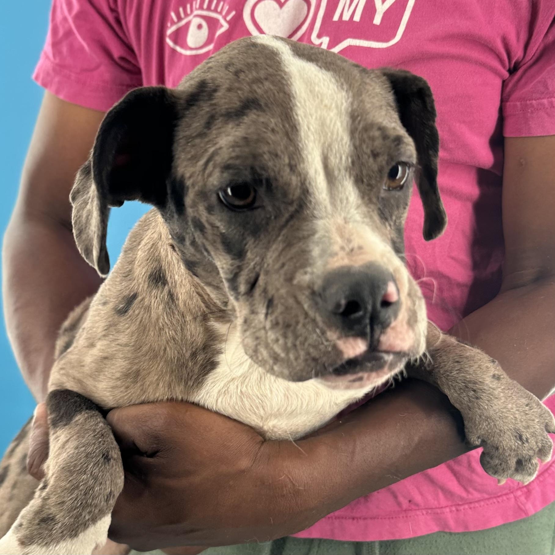 Enlarge Elanore - Local August 28-30, an adoptable Catahoula Leopard Dog in Happy Valley , OR image 4/6