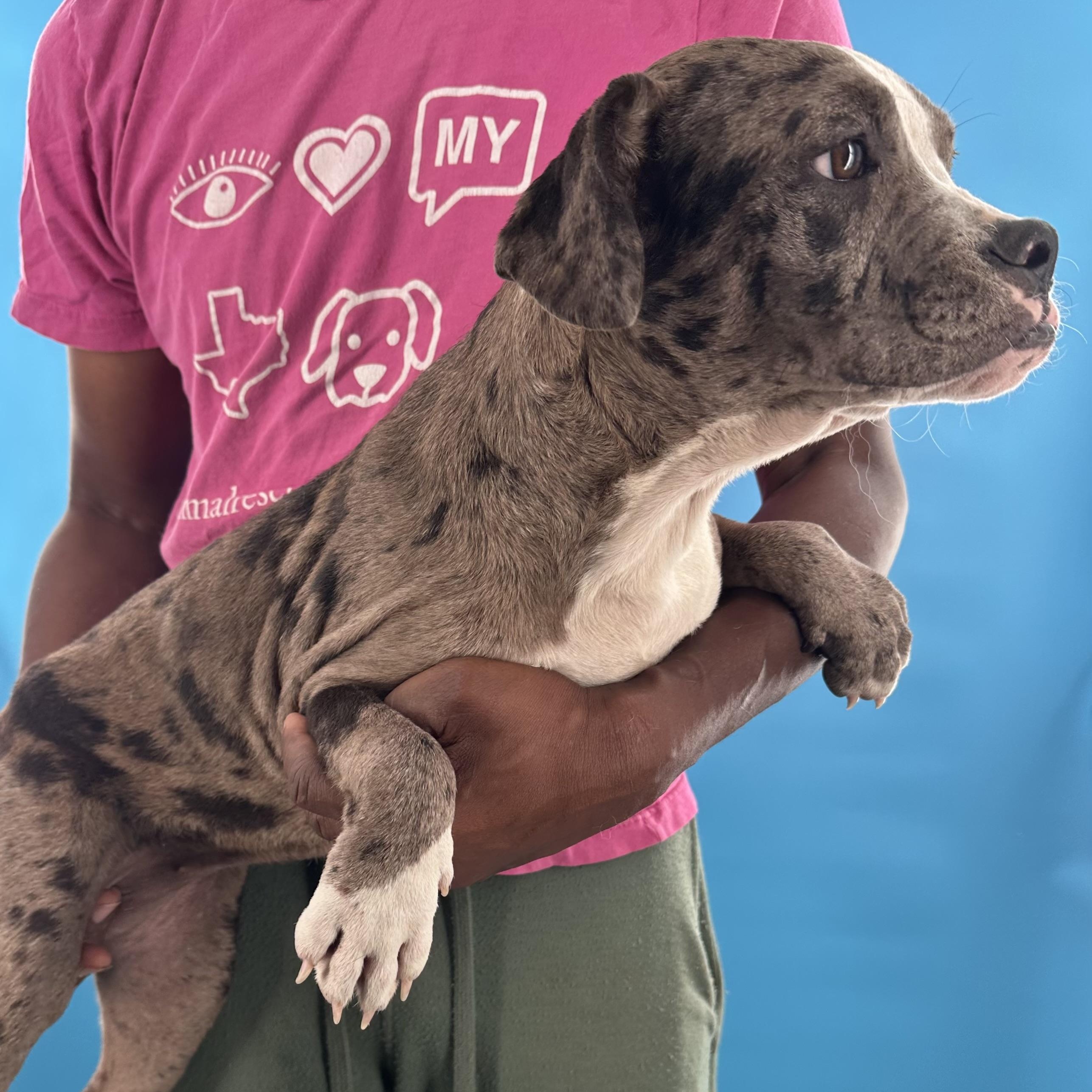 Enlarge Elanore - Local August 28-30, an adoptable Catahoula Leopard Dog in Happy Valley , OR image 2/6