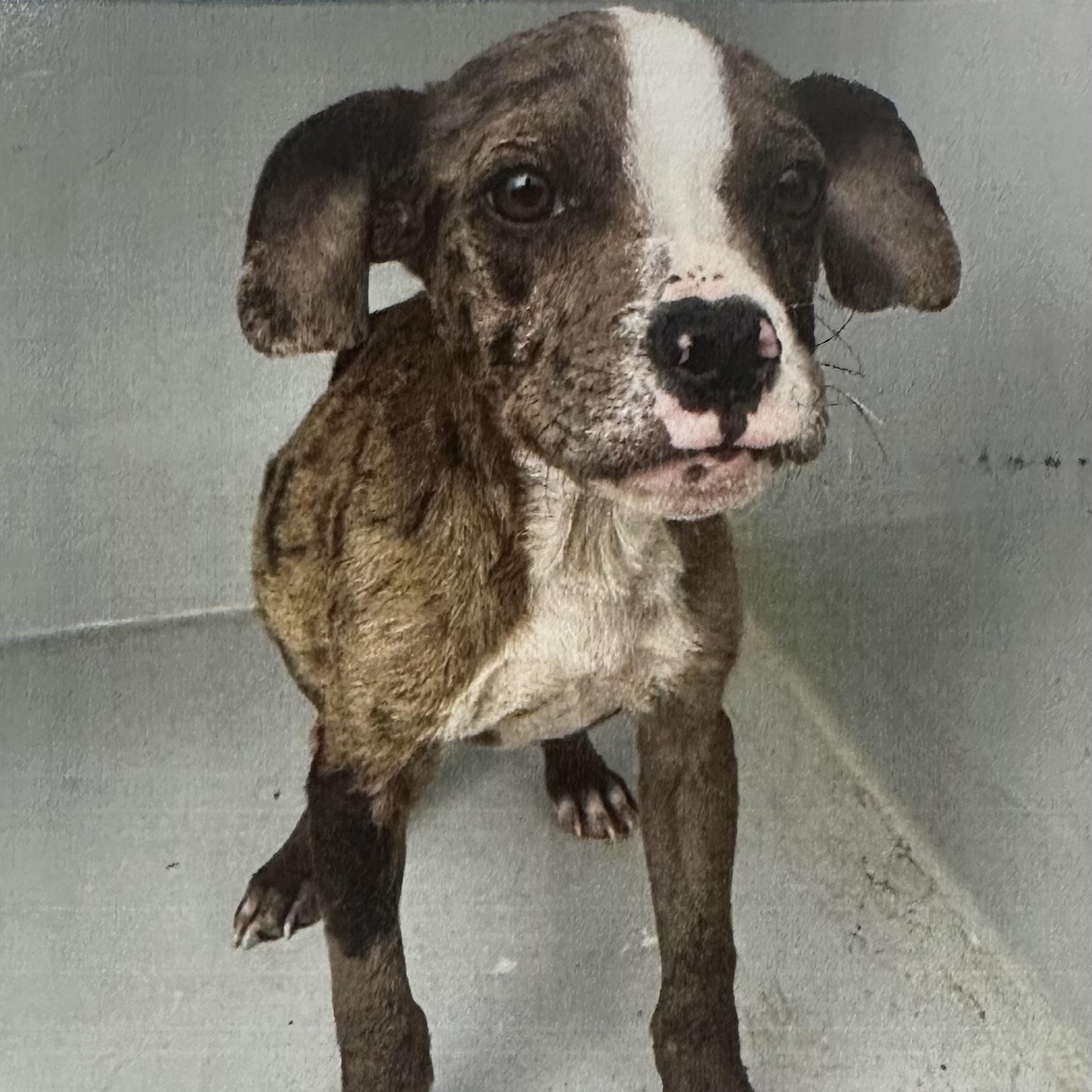Elanore - Local August 28-30, adoptable, Puppy Female Catahoula Leopard Dog.