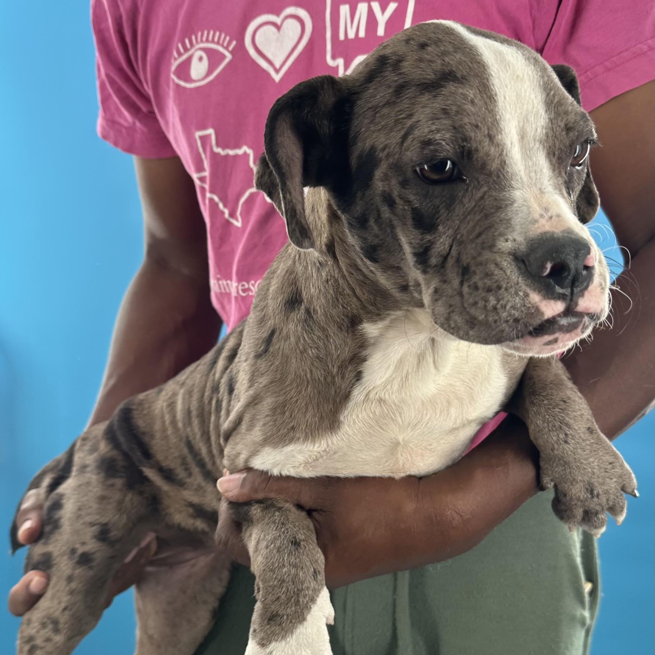 Enlarge Elanore - Local August 28-30, an adoptable Catahoula Leopard Dog in Happy Valley , OR image 5/6