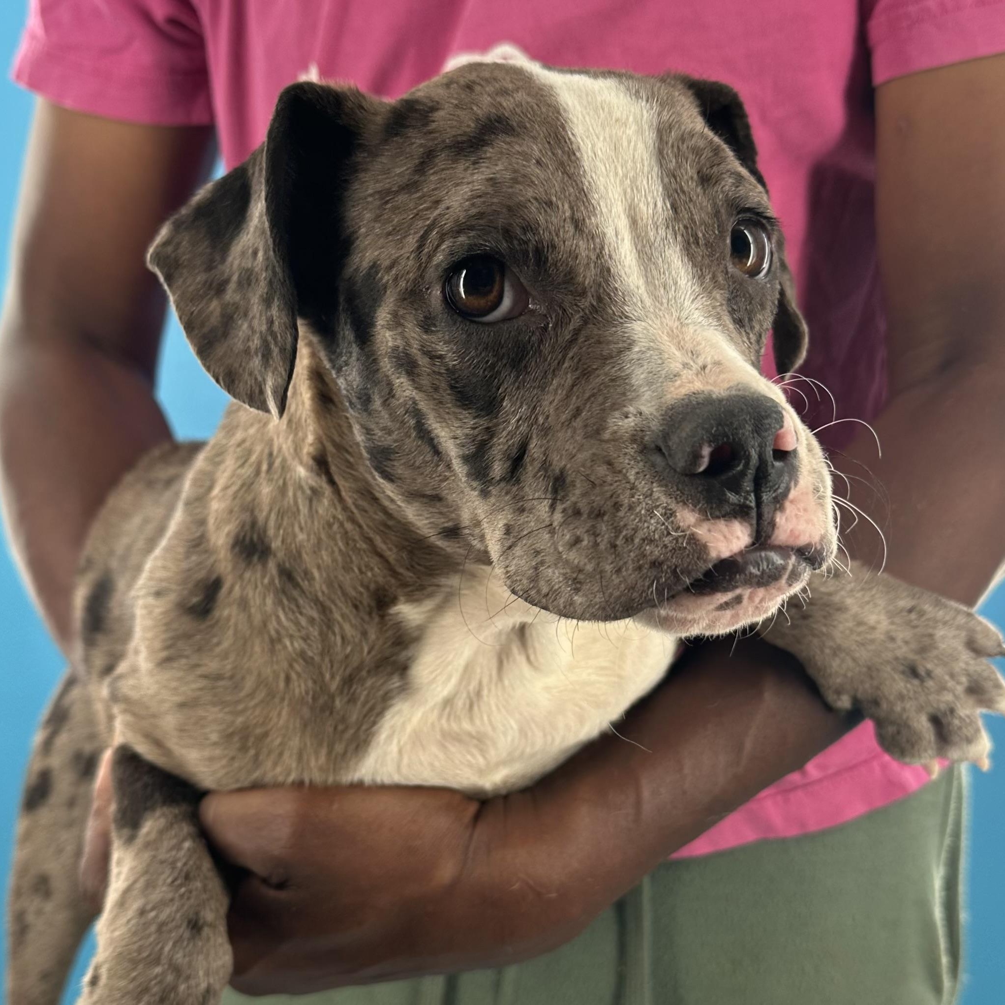 Enlarge Elanore - Local August 28-30, an adoptable Catahoula Leopard Dog in Happy Valley , OR image 1/6