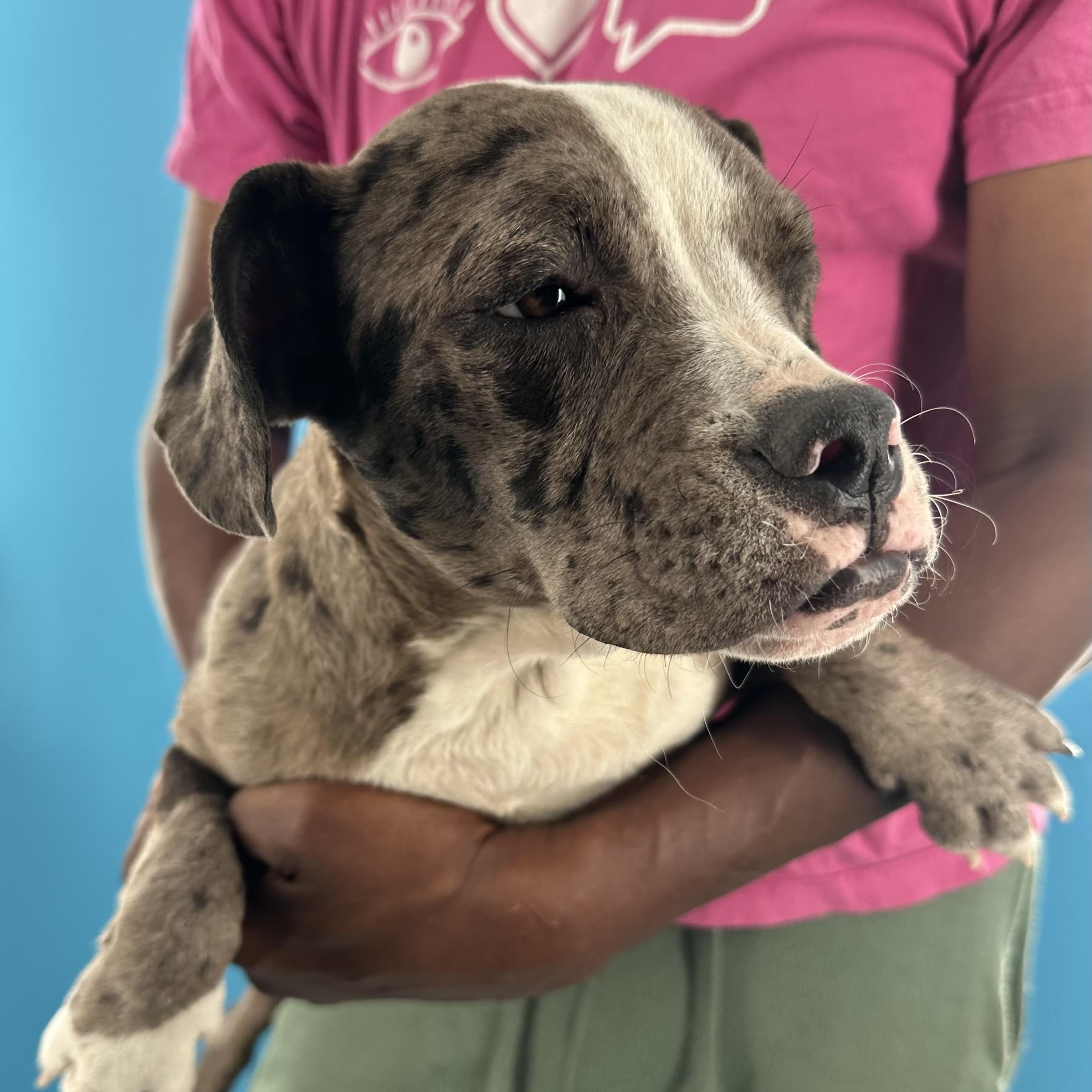 Enlarge Elanore - Local August 28-30, an adoptable Catahoula Leopard Dog in Happy Valley , OR image 3/6