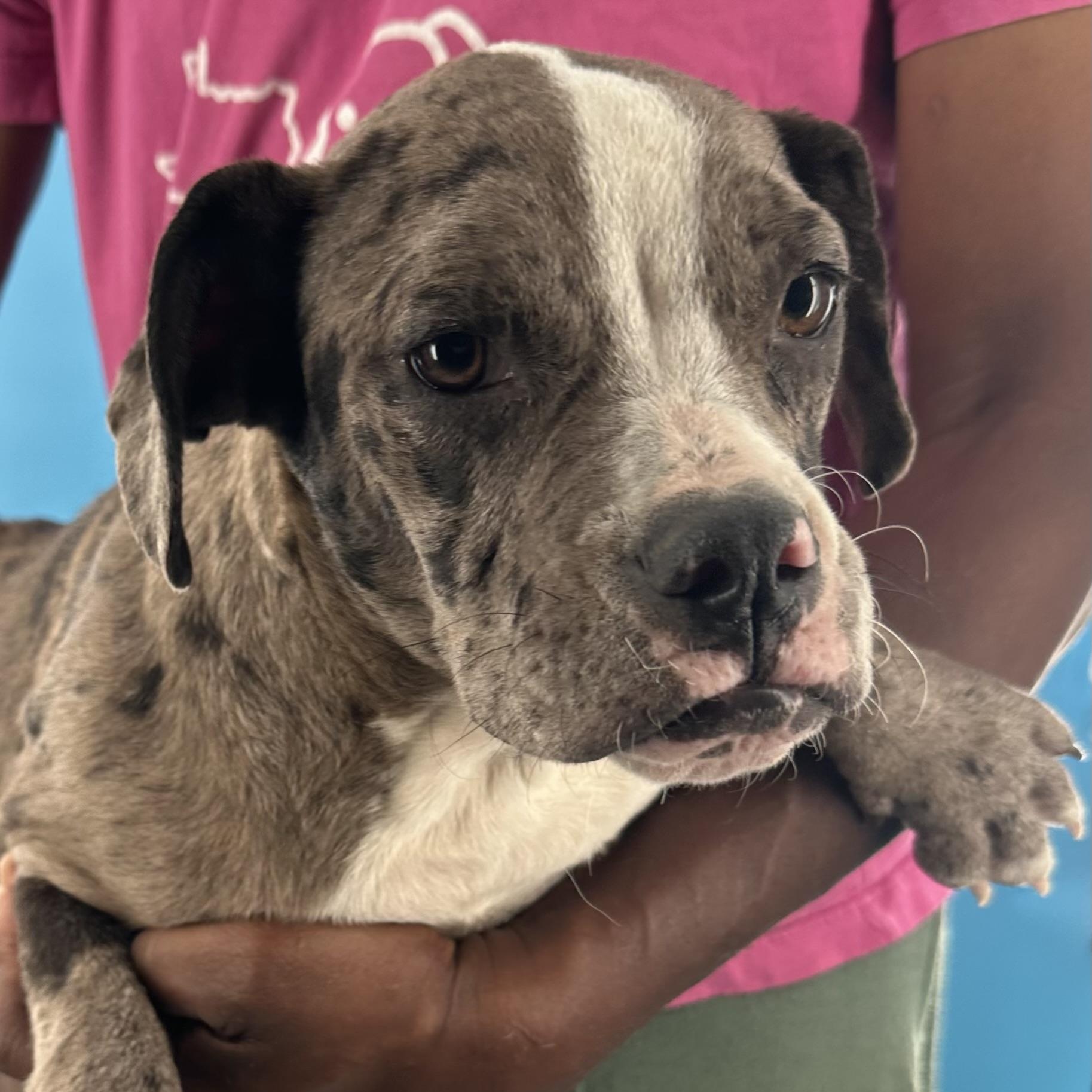 Enlarge Elanore - Local August 28-30, an adoptable Catahoula Leopard Dog in Happy Valley , OR image 6/6