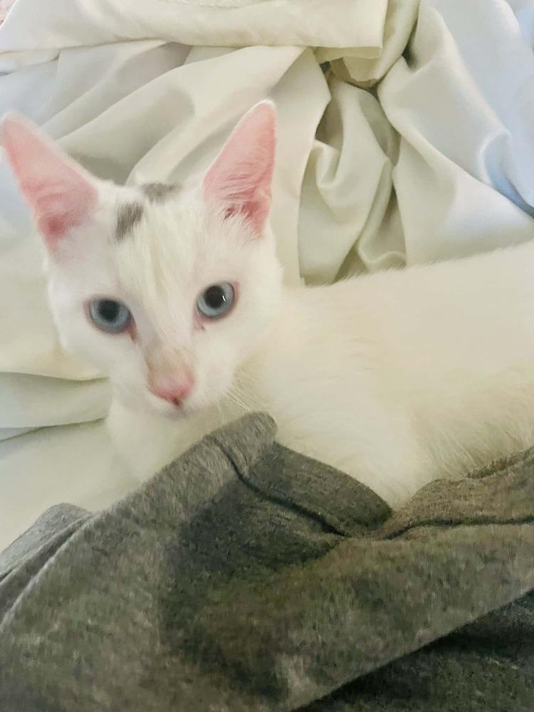 Minh, Adoptable, Kitten Male Siamese & Turkish Van.