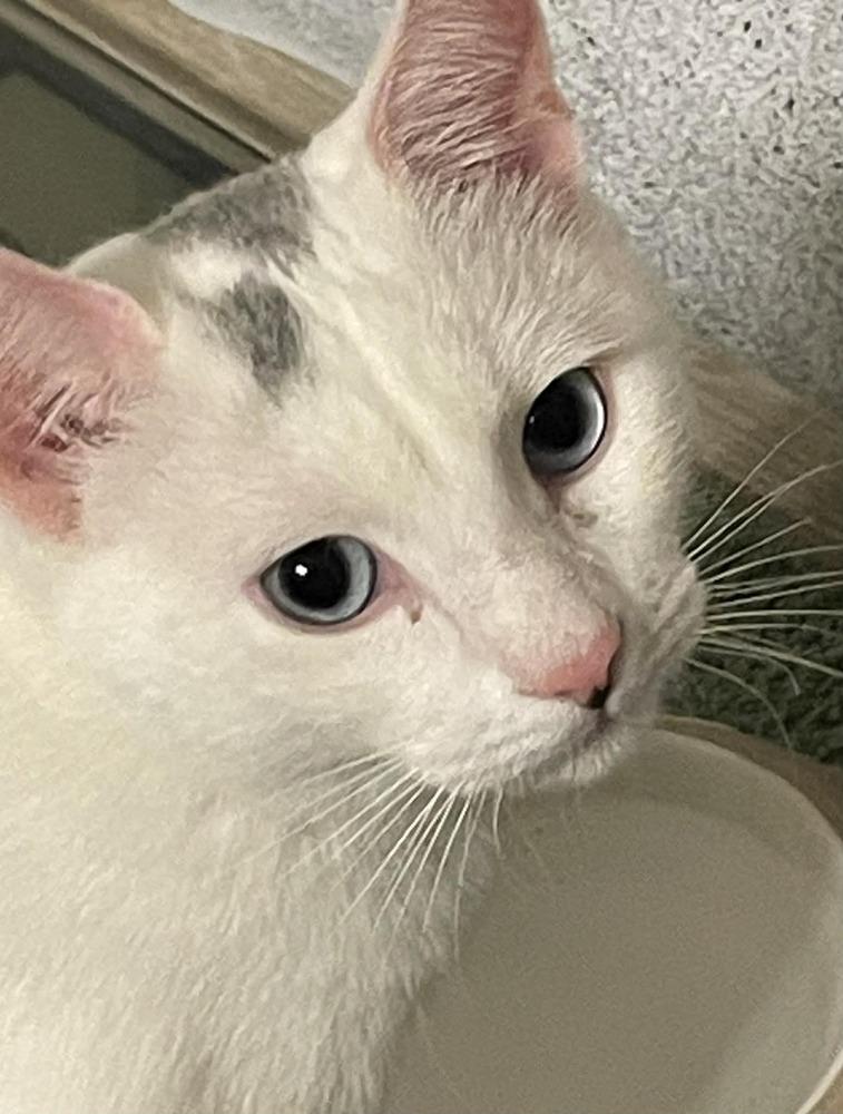 Minh, a Adoptable mixed breed in Austin, TX image 2/5