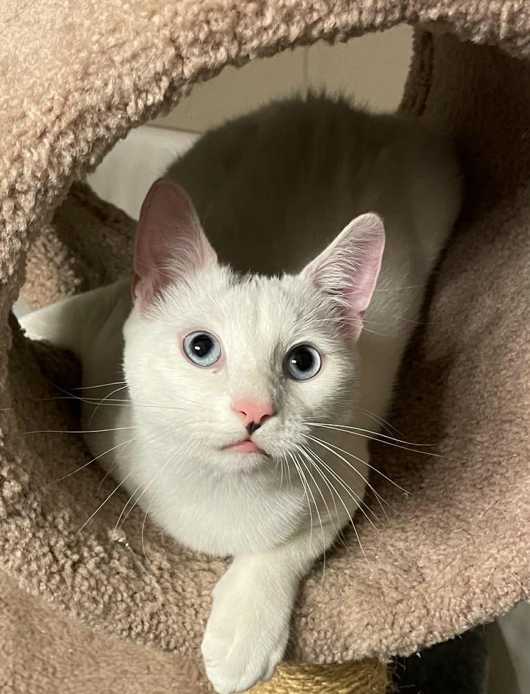 Minh, a Adoptable mixed breed in Austin, TX image 3/5