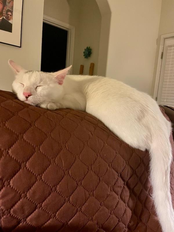 Minh, a Adoptable mixed breed in Austin, TX image 4/5