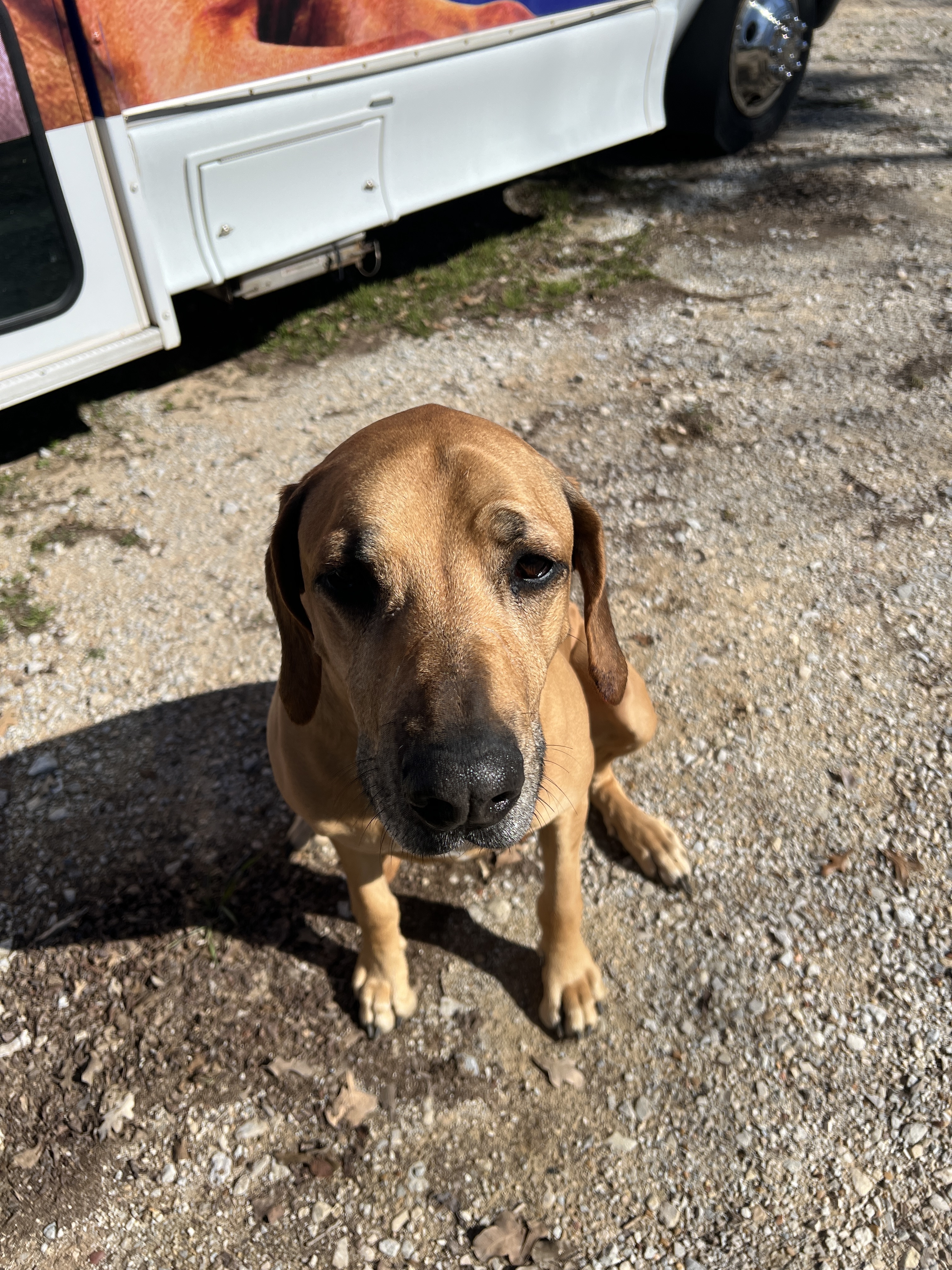Jax, Adoptable, Adult Male Rhodesian Ridgeback.