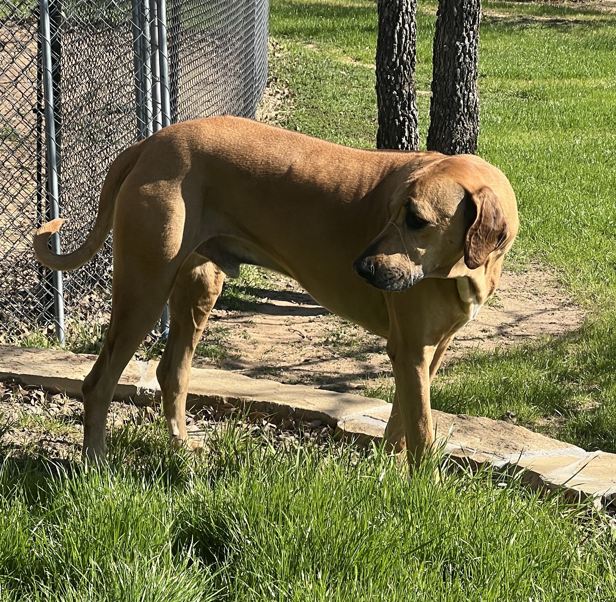 Jax, a Adoptable Rhodesian Ridgeback in Paradise, TX image 2/4