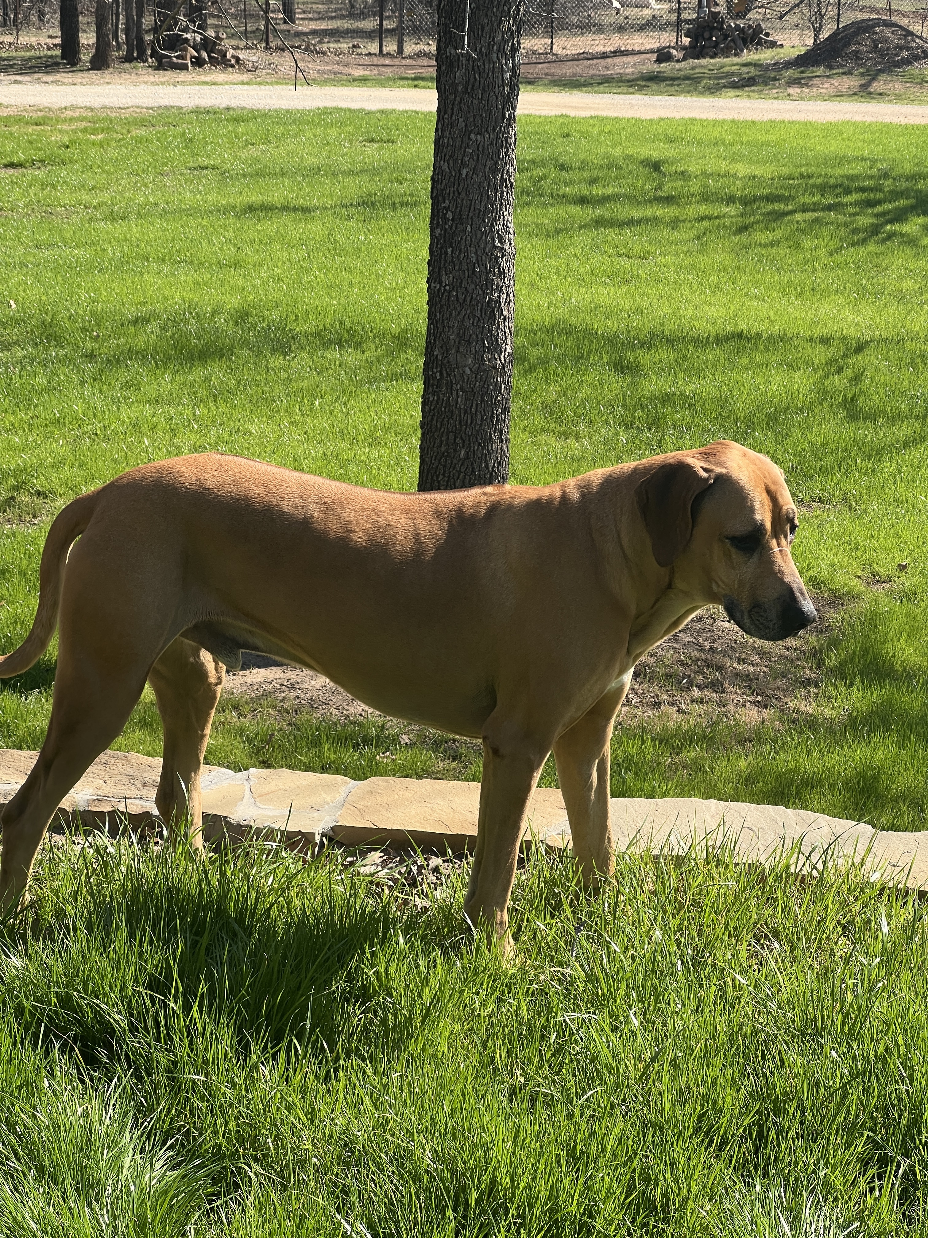 Jax, Adoptable, Adult Male Rhodesian Ridgeback.