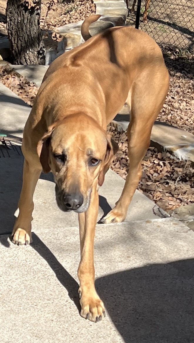 Jax, a Adoptable Rhodesian Ridgeback in Paradise, TX image 4/4