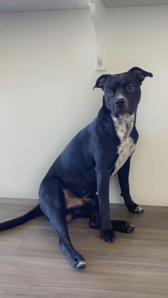 Max, Adoptable, Adult Male Australian Shepherd & Boxer.