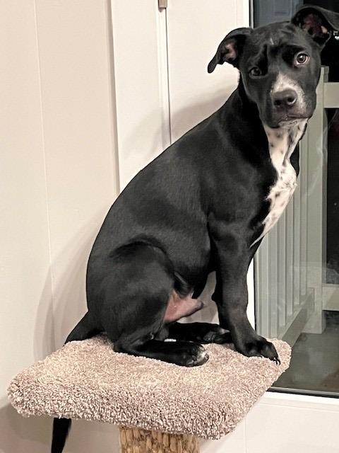 Enlarge Max, a Adoptable mixed breed in Heber City, UT image 2/2