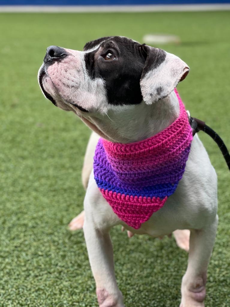 Marshmellow, Adoptable, Adult Female Terrier.
