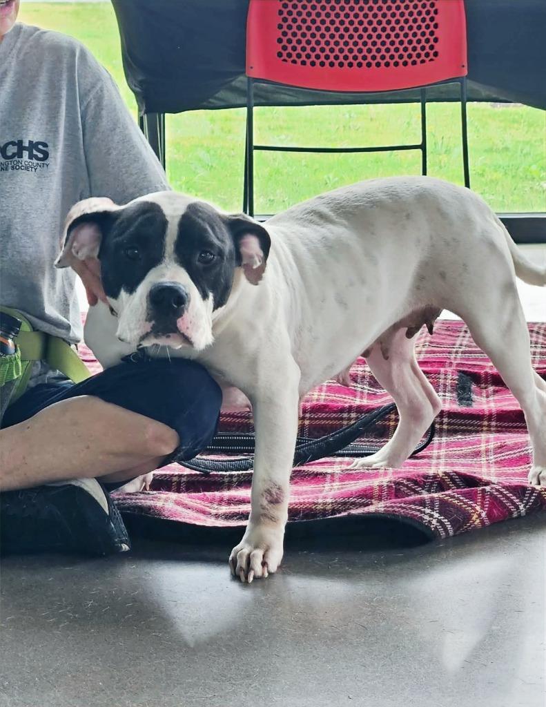 Marshmellow, Adoptable, Adult Female Terrier.