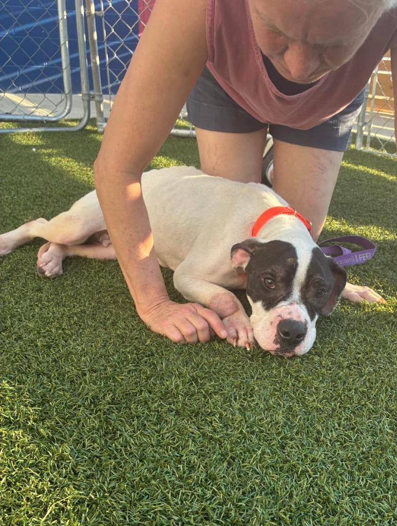 Marshmellow, a Adoptable mixed breed in Hartsville, SC image 2/5