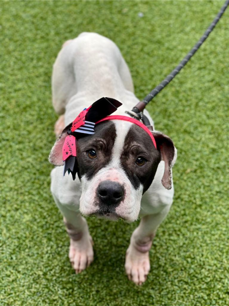 Enlarge Marshmellow, a Adoptable mixed breed in Hartsville, SC image 2/6