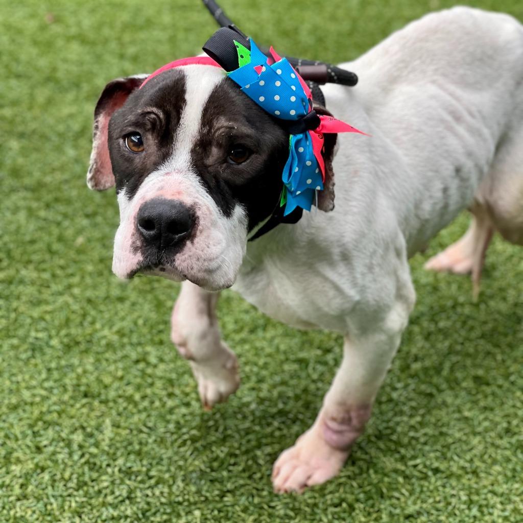 Enlarge Marshmellow, a Adoptable mixed breed in Hartsville, SC image 3/6