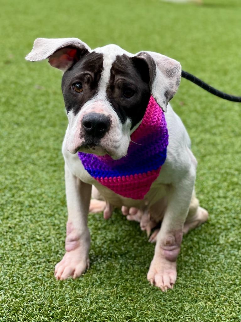 Enlarge Marshmellow, a Adoptable mixed breed in Hartsville, SC image 4/6