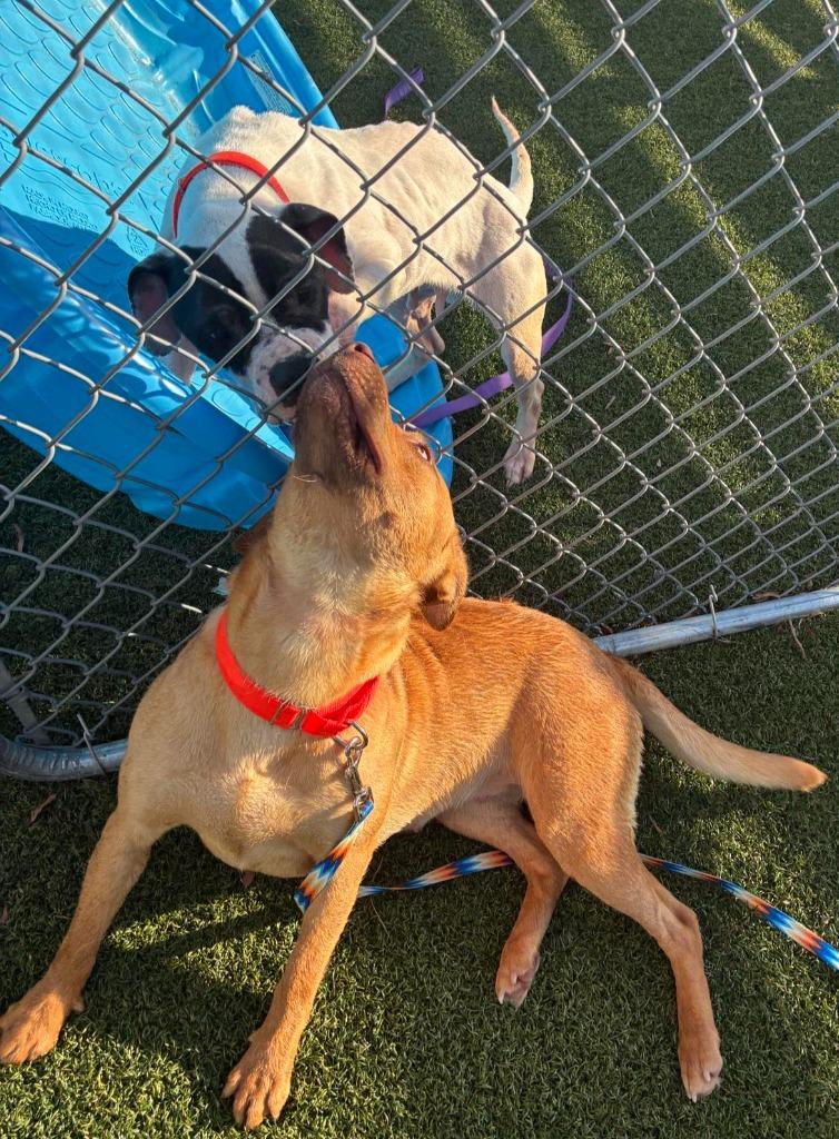 Enlarge Marshmellow, a Adoptable mixed breed in Hartsville, SC image 5/6