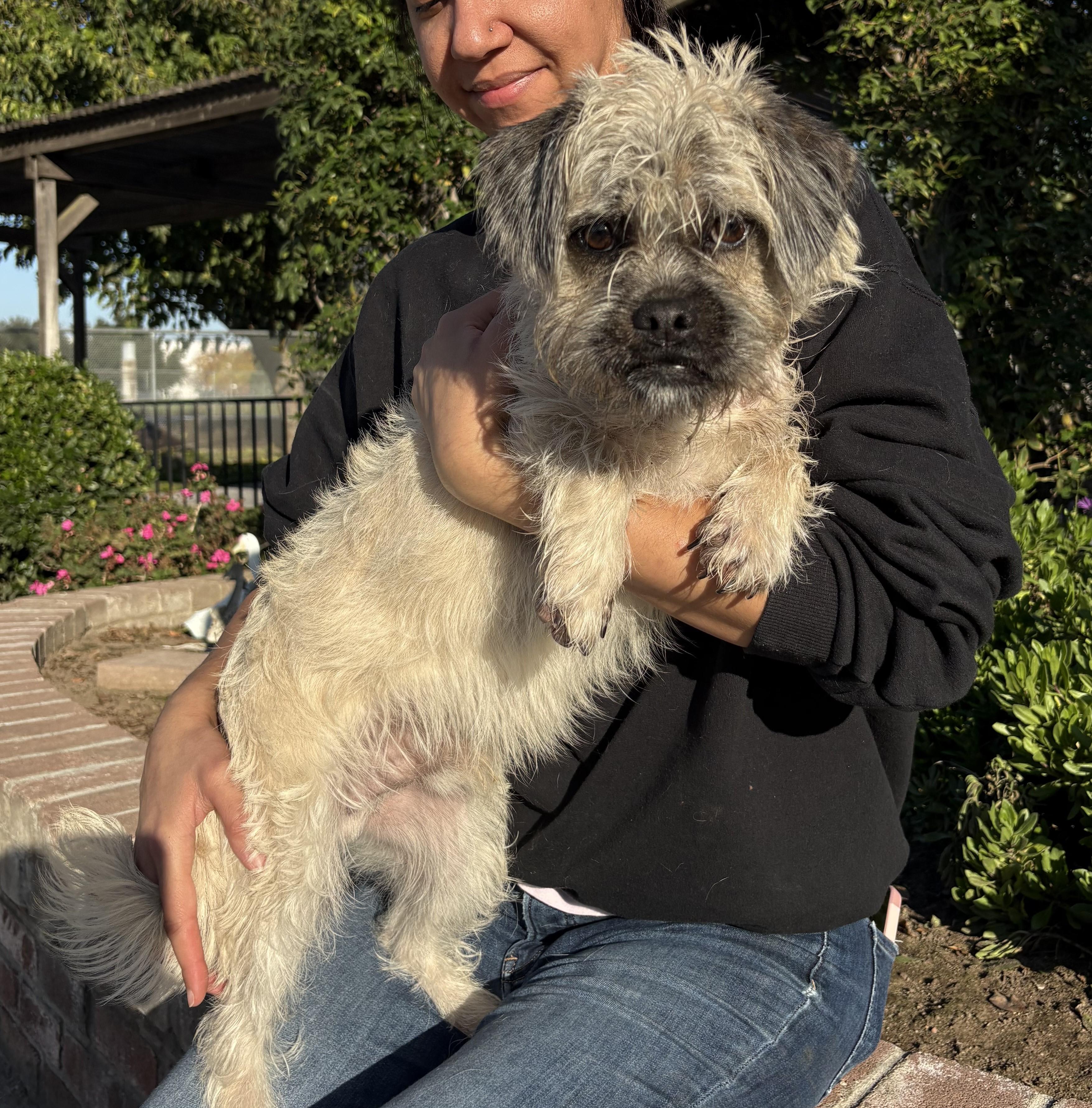Enlarge Griff, a Adoptable Brussels Griffon in Lathrop, CA image 1/2