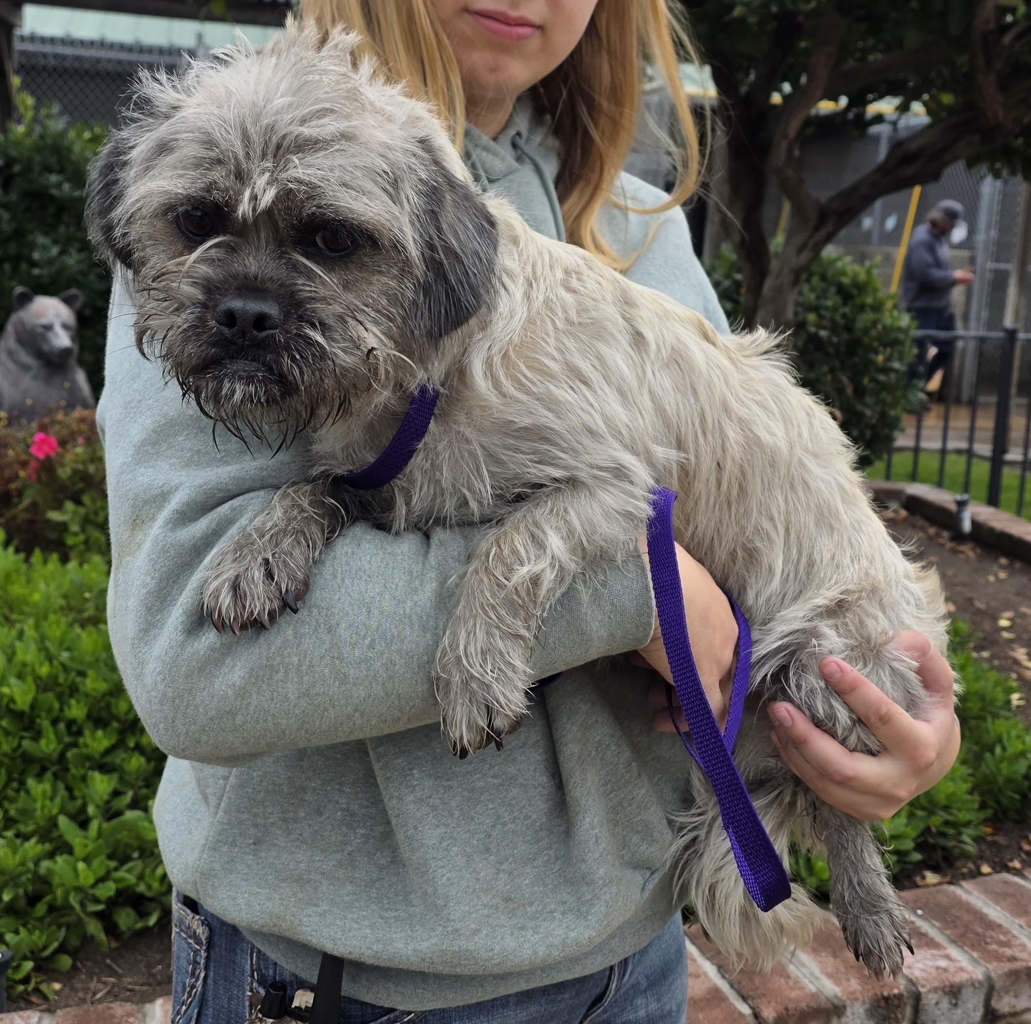 Enlarge Griff, a Adoptable Brussels Griffon in Lathrop, CA image 2/2