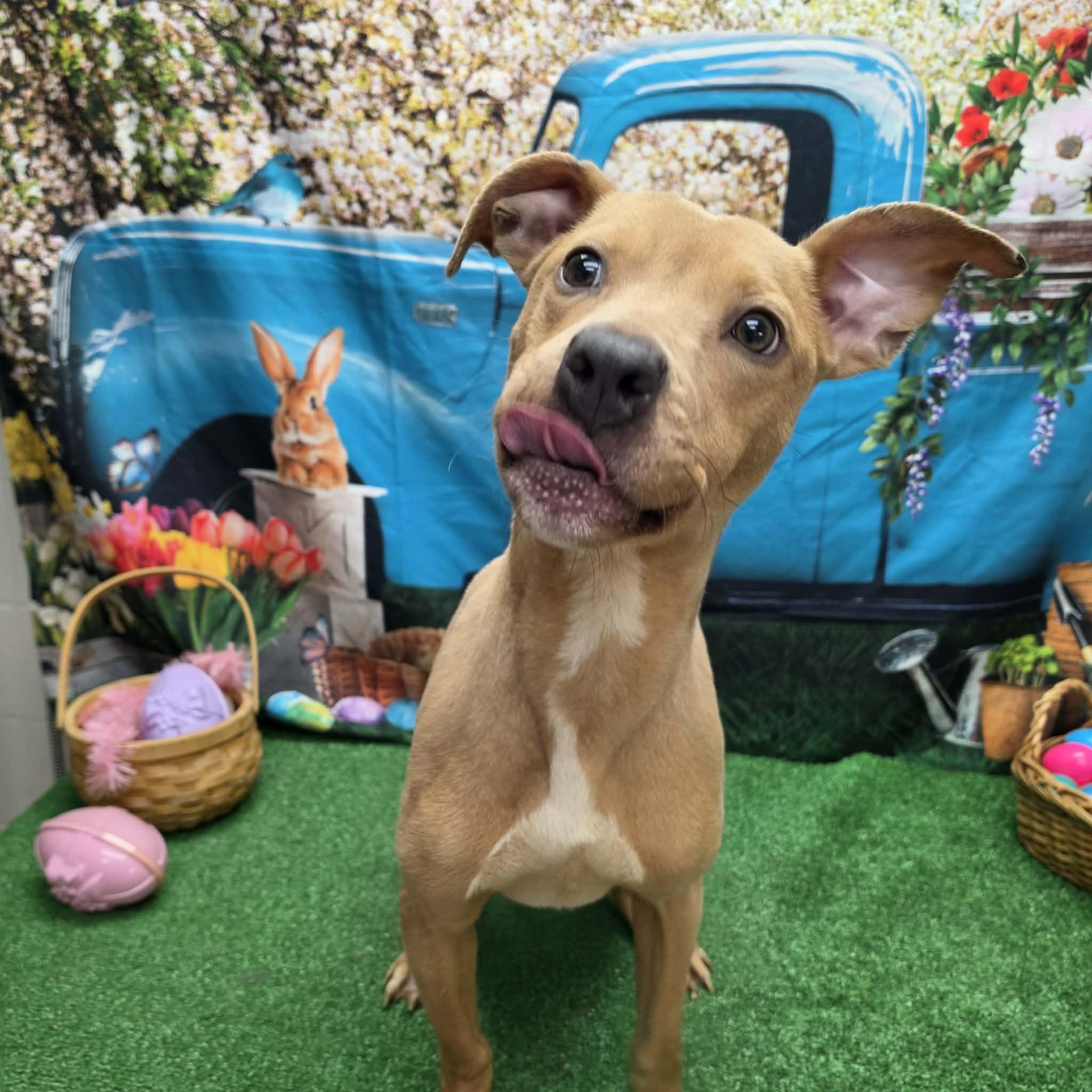 Tango, a ADOPTABLE Pit Bull Terrier in Statesboro, GA image 5/6