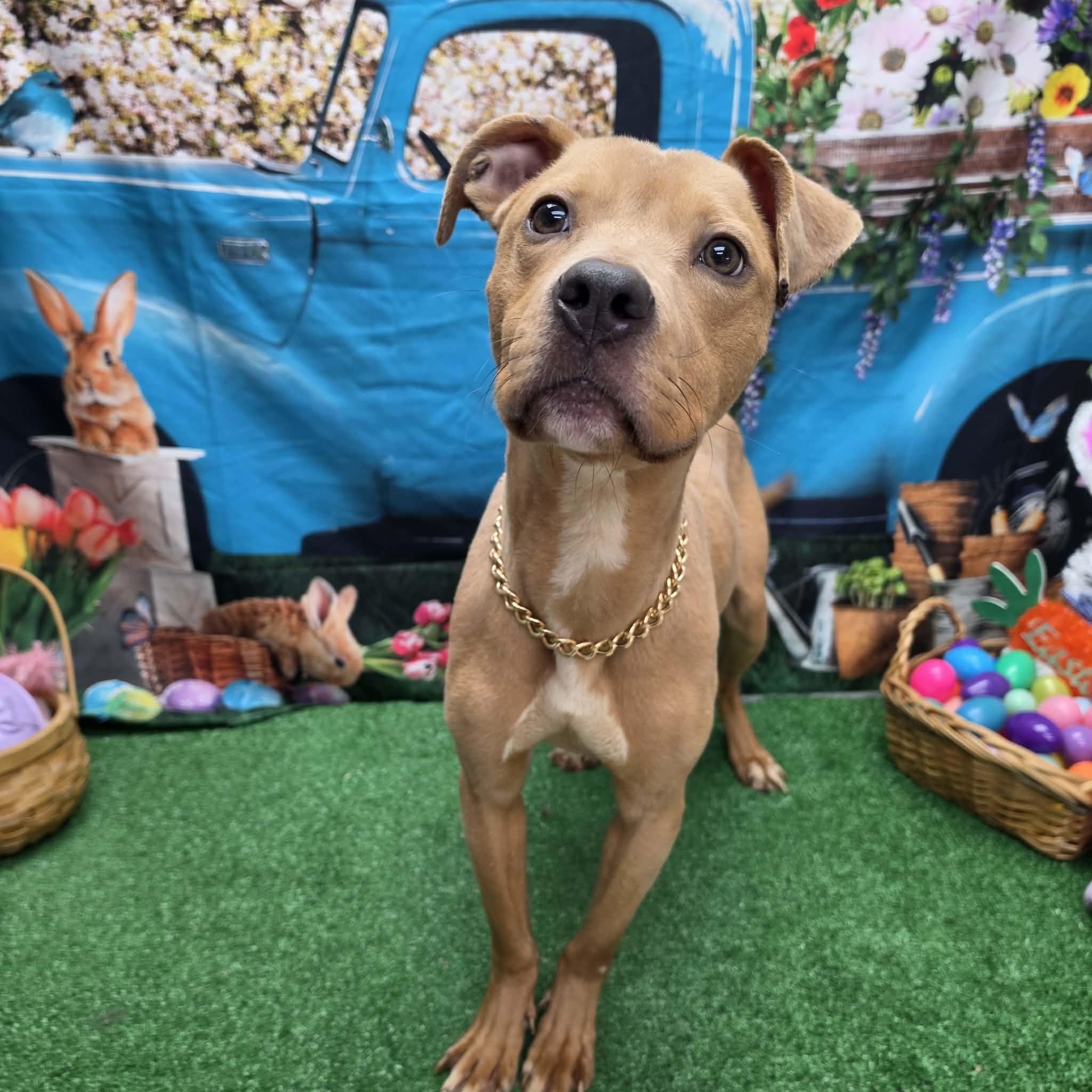 Tango, a ADOPTABLE Pit Bull Terrier in Statesboro, GA image 3/6