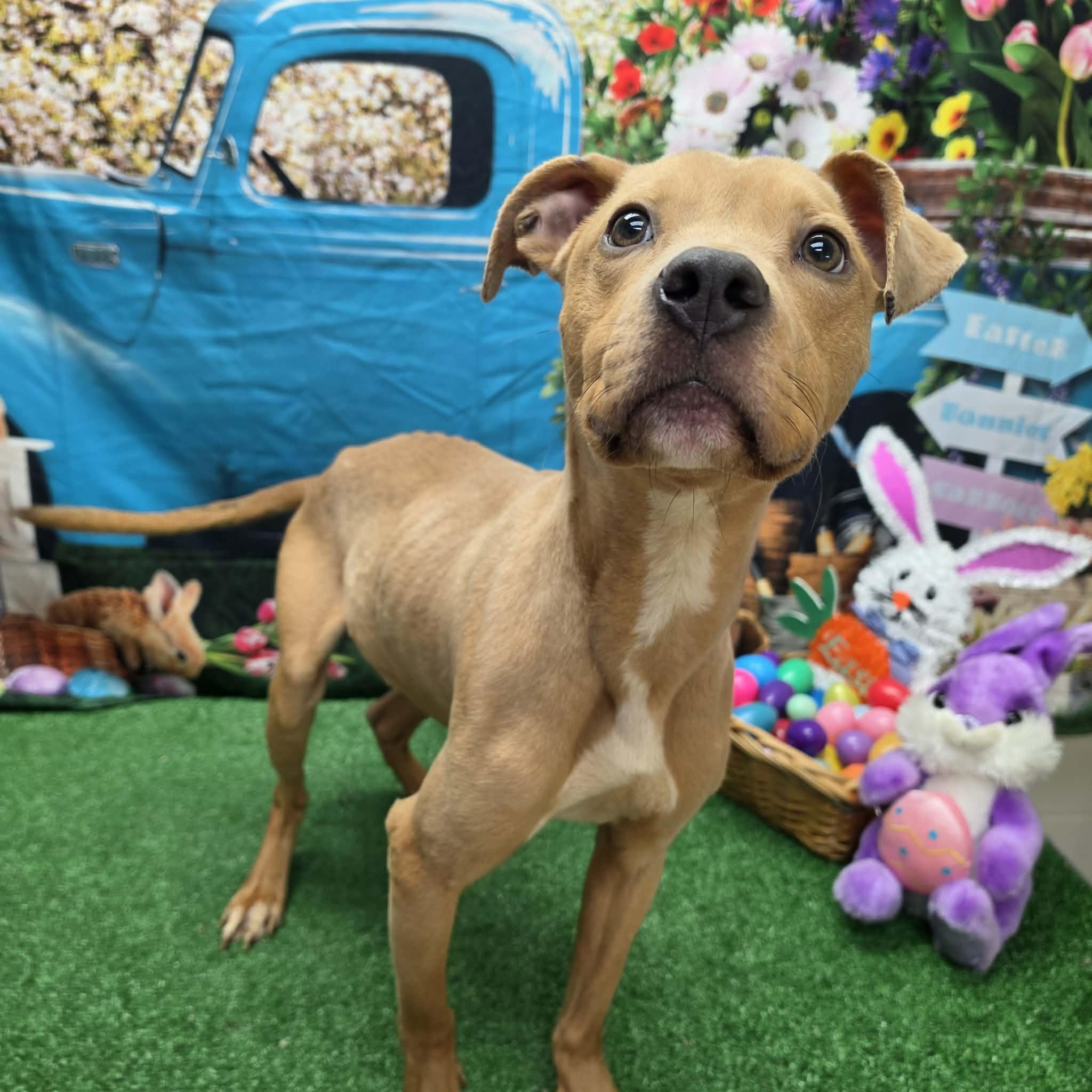 Tango, a ADOPTABLE Pit Bull Terrier in Statesboro, GA image 2/6