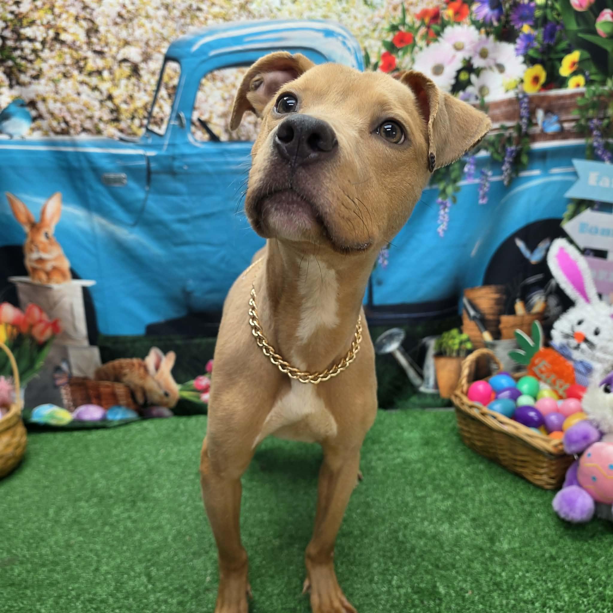 Tango, a ADOPTABLE Pit Bull Terrier in Statesboro, GA image 6/6