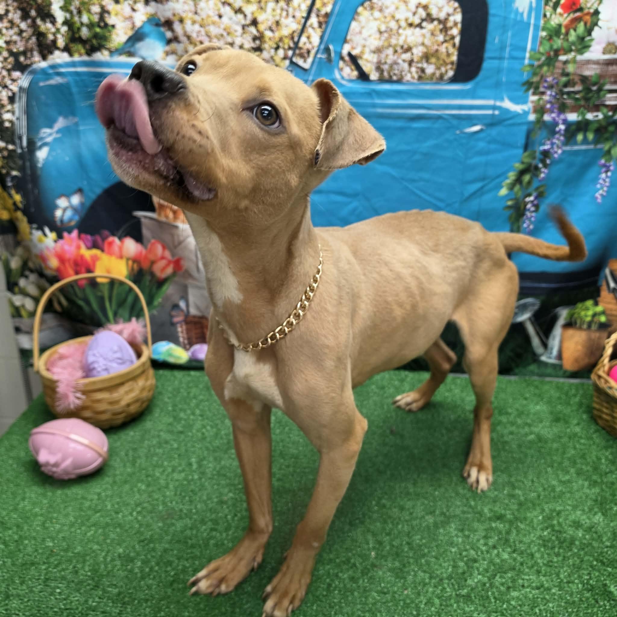 Tango, a ADOPTABLE Pit Bull Terrier in Statesboro, GA image 4/6