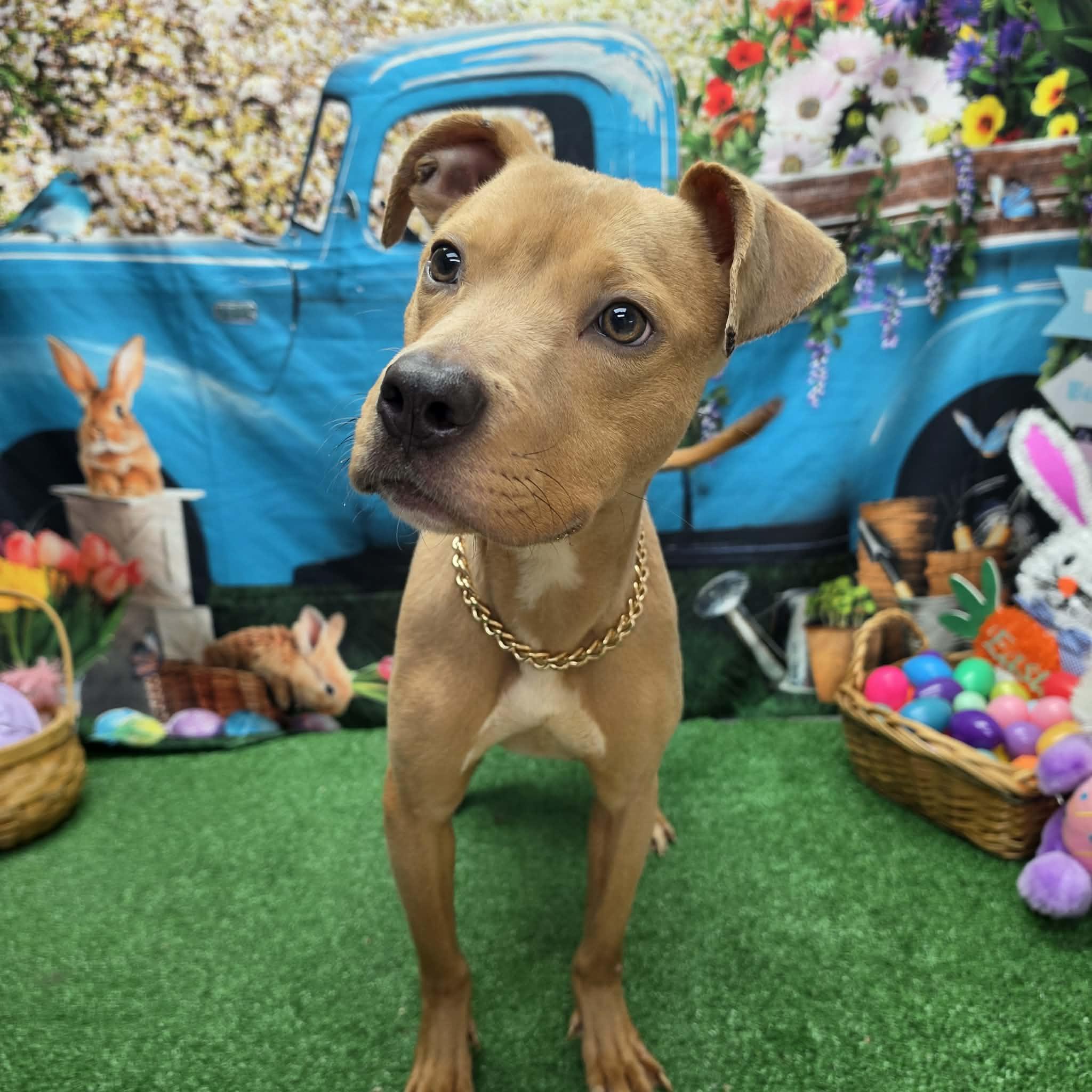 Tango, ADOPTABLE, Adult Male Pit Bull Terrier.