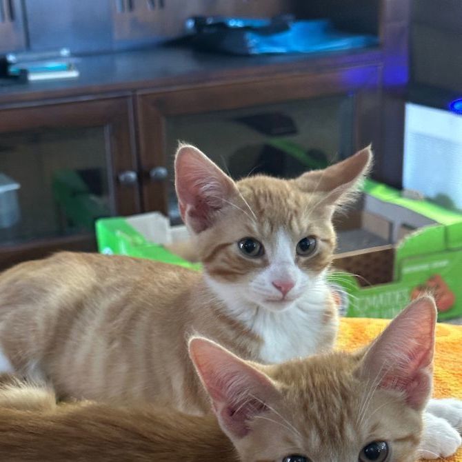 Teddy, a Adoptable Domestic Short Hair in Marion, NC image 2/5