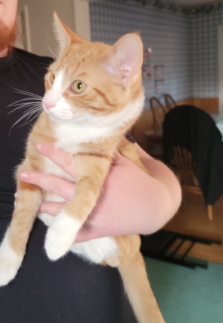 Teddy, a Adoptable Domestic Short Hair in Marion, NC image 3/5