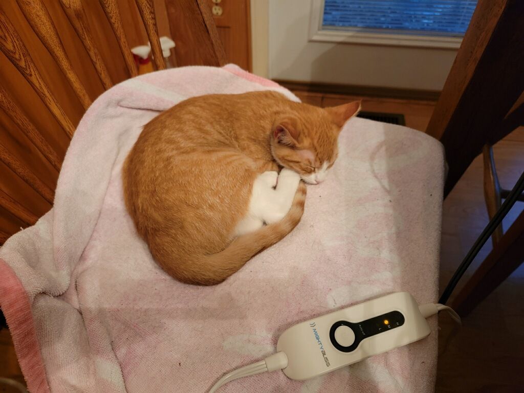 Teddy, a Adoptable Domestic Short Hair in Marion, NC image 4/5