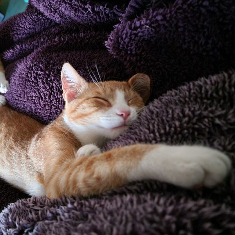 Teddy, a Adoptable Domestic Short Hair in Marion, NC image 1/5