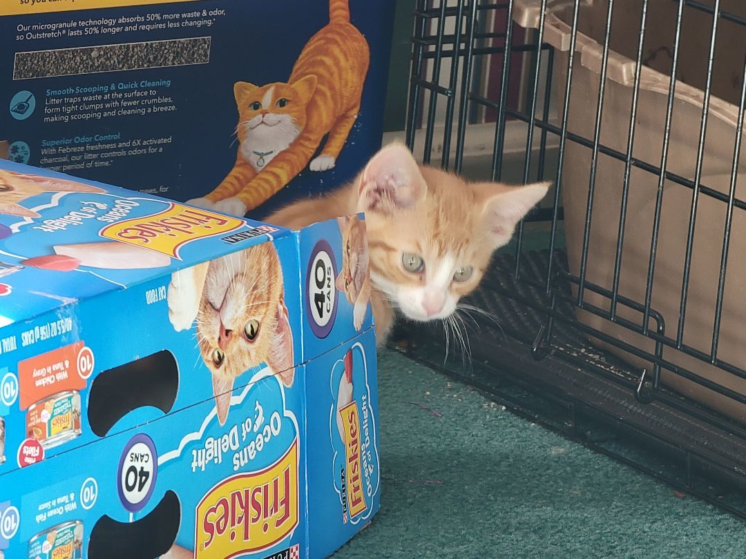 Teddy, a Adoptable Domestic Short Hair in Marion, NC image 5/5