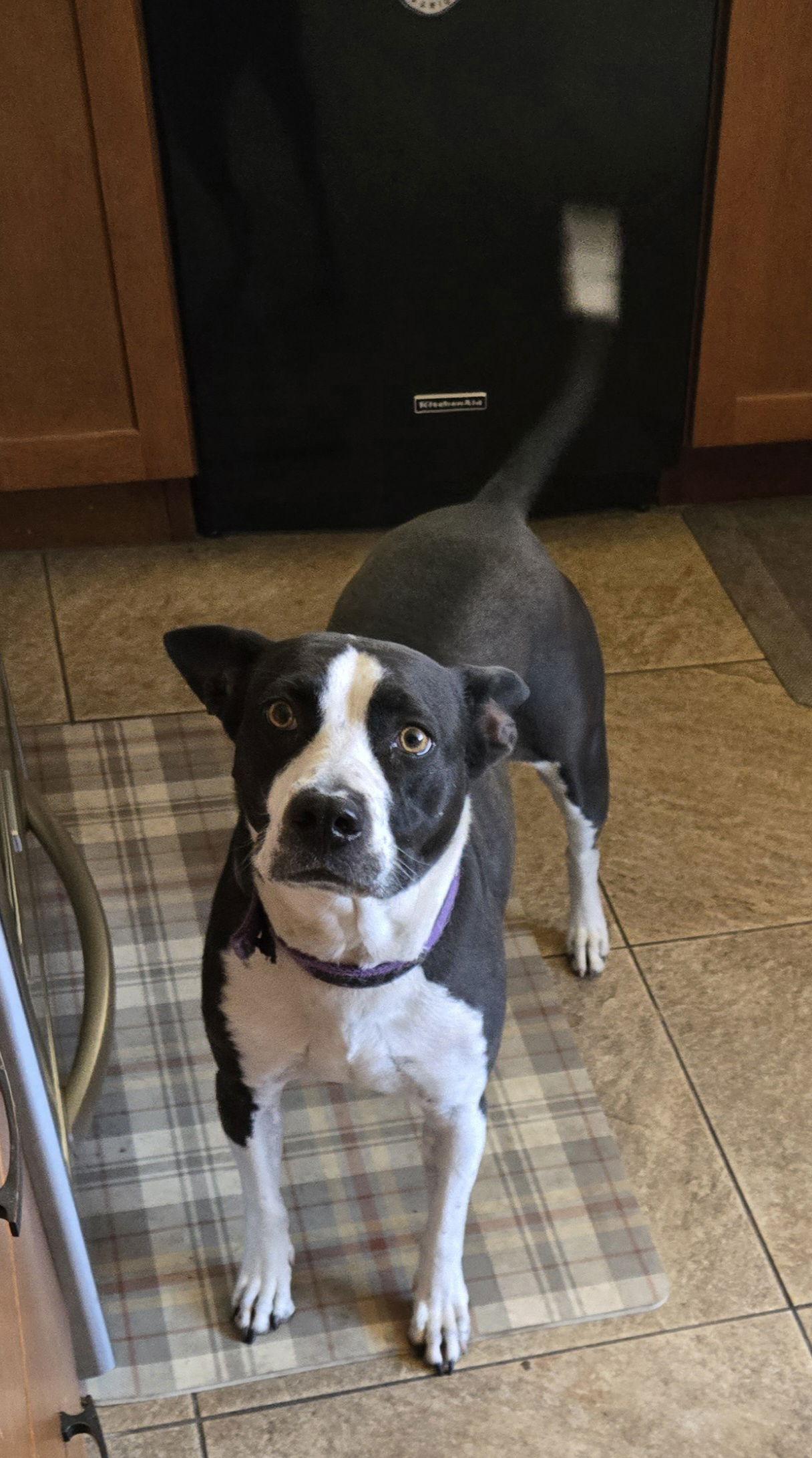 MARDI, Adopted, Senior Female Pit Bull Terrier.