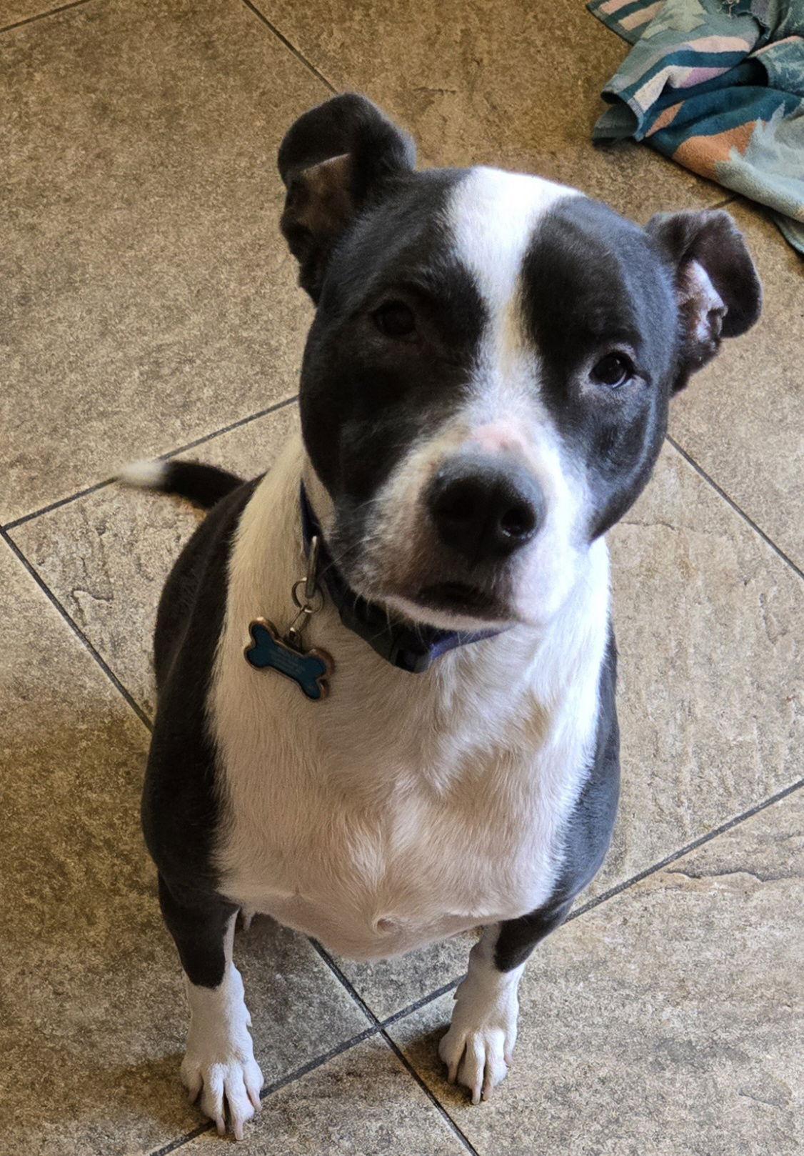 Enlarge MARDI, a Adopted Pit Bull Terrier in Chandler, AZ image 2/3