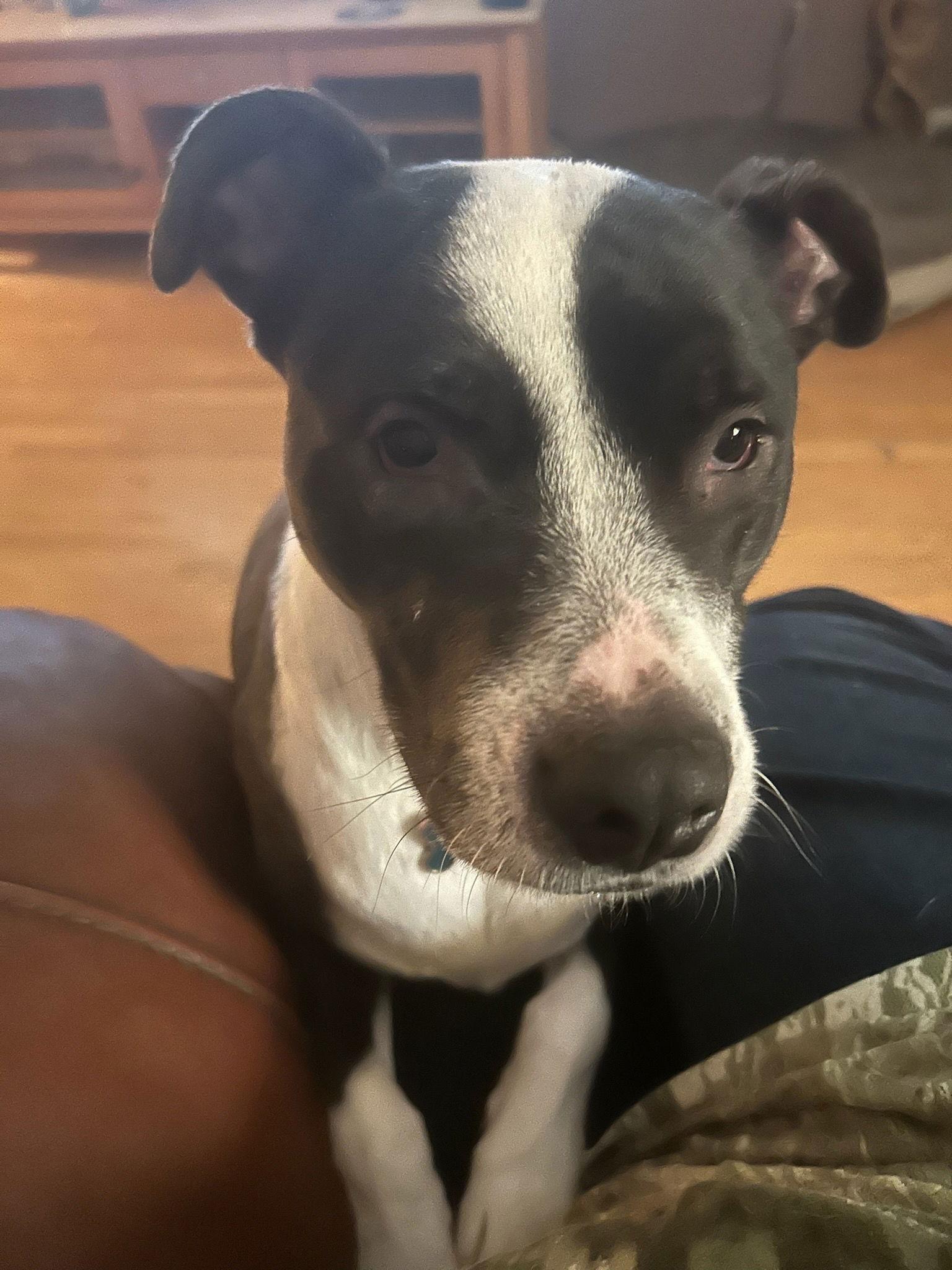 Enlarge MARDI, a Adopted Pit Bull Terrier in Chandler, AZ image 3/3