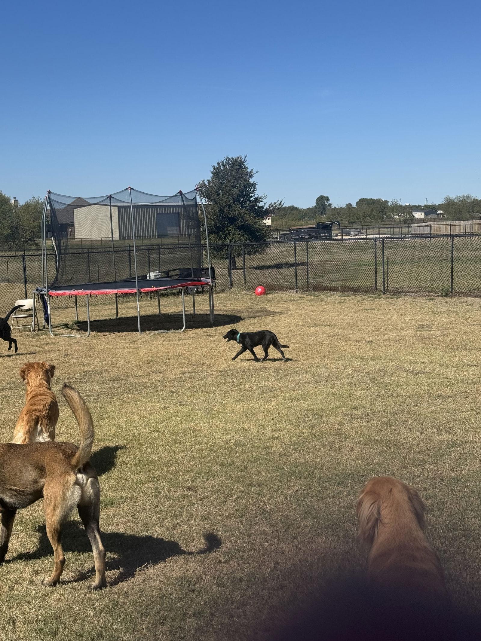 Enlarge Olive, a Adoptable Border Collie in Rockwall, TX image 1/3